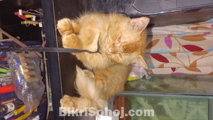 Parshian cat male pure breed